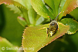 Feld-Wespenbiene (Nomada goodeniana) (C330424) Feld-Wespenbiene (Nomada goodeniana) (C330424)