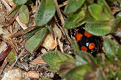 Kleinkreuz-Prunkläufer (Lebia cruxminor) (C330427) Kleinkreuz-Prunkläufer (Lebia cruxminor) (C330427)