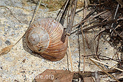 Weinbergschnecke (Helix pomatia) (16.05.2025, C330440)
