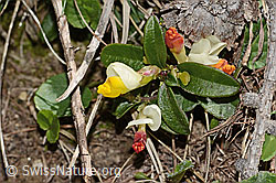 Buchsblättrige Kreuzblume (Polygala chamaebuxus) (16.05.2025, C330446)