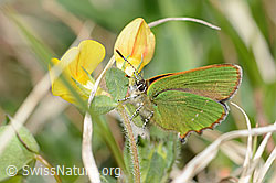 Brombeer-Zipfelfalter (Callophrys rubi) an Alpen-Hornklee (Lotus alpinus) (C330457) Brombeer-Zipfelfalter (Callophrys rubi) an Alpen-Hornklee (Lotus alpinus) (C330457)