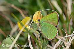 Brombeer-Zipfelfalter (Callophrys rubi) an Alpen-Hornklee (Lotus alpinus) (C330461) Brombeer-Zipfelfalter (Callophrys rubi) an Alpen-Hornklee (Lotus alpinus) (C330461)