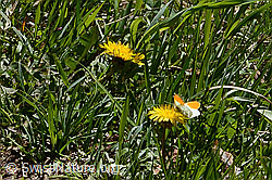 Aurorafalter (Anthocharis cardamines) an Gewöhnlichem Löwenzahn (Taraxacum officinale) (16.05.2025, C330466)