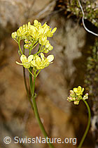 Gemeines Brillenschötchen (Biscutella laevigata) (16.05.2025, C330500)