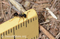 Foto: Glänzendschwarze Holzameise (Lasius fuliginosus)