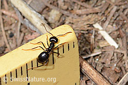 Foto: Glänzendschwarze Holzameise (Lasius fuliginosus)