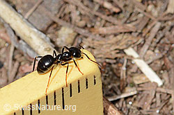 Foto: Glänzendschwarze Holzameise (Lasius fuliginosus)