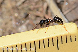Glänzendschwarze Holzameise (Lasius fuliginosus) (16.05.2025, C330558)
