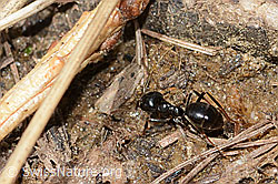 Foto: Glänzendschwarze Holzameise (Lasius fuliginosus)