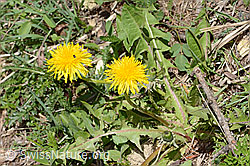 Gewöhnlicher Löwenzahn (Taraxacum officinale) (C330565)