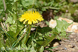 Gewöhnlicher Löwenzahn (Taraxacum officinale) (C330566)