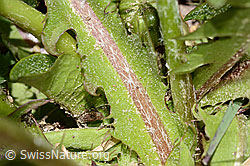 Gewöhnlicher Löwenzahn (Taraxacum officinale) (C330568)