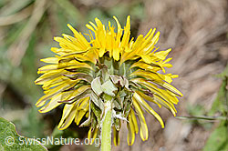 Gewöhnlicher Löwenzahn (Taraxacum officinale) (C330570)