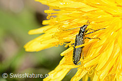 Foto: Graugrüner Schenkelkäfer (Oedemera virescens) auf Gewöhnlicher Löwenzahn (Taraxacum officinale)