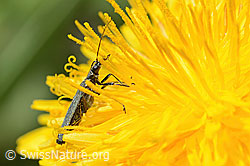 Foto: Graugrüner Schenkelkäfer (Oedemera virescens) auf Gewöhnlicher Löwenzahn (Taraxacum officinale)