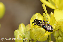 Dunkelgrüne Schmalbiene (Lasioglossum morio) auf Gemeines Brillenschötchen (Biscutella laevigata) (16.05.2025, C330584)