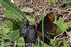 Alpenmohrenfalter (Erebia triarius) (16.05.2025, C330598)