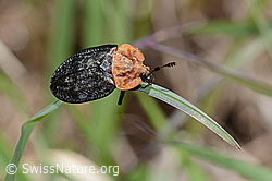 Rothalsige Silphe (Oiceoptoma thoracicum) (16.05.2025, C330611)