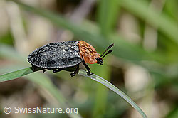 Foto: Rothalsige Silphe (Oiceoptoma thoracicum)