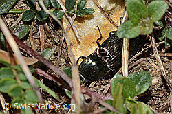 Foto: Glanzschnellkäfer (Selatosomus aeneus)