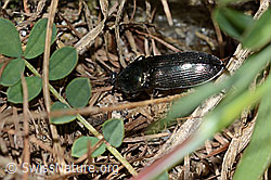 Foto: Glanzschnellkäfer (Selatosomus aeneus)