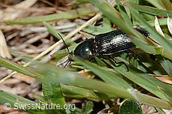 Foto: Glanzschnellkäfer (Selatosomus aeneus)