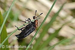 Foto: Rothalsige Silphe (Oiceoptoma thoracicum)