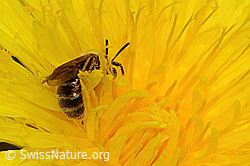 Gewöhnliche Schmalbiene (Lasioglossum calceatum) auf Gewöhnlichem Löwenzahn (Taraxacum officinale) (C330642)