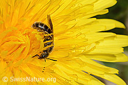 Gewöhnliche Schmalbiene (Lasioglossum calceatum) auf Gewöhnlichem Löwenzahn (Taraxacum officinale) (C330646)