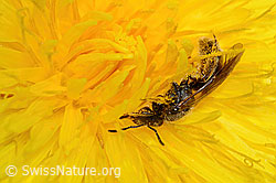 Gewöhnliche Schmalbiene (Lasioglossum calceatum) auf Gewöhnlichem Löwenzahn (Taraxacum officinale) (C330647)