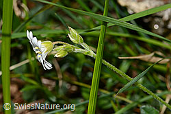 Gewöhnliches Hornkraut (Cerastium fontanum ssp. vulgare) (C330660) Gewöhnliches Hornkraut (Cerastium fontanum ssp. vulgare) (C330660)