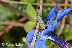 Graugrüner Schenkelkäfer (Oedemera virescens) auf Frühlings-Enzian (Gentiana verna) (C330669) Graugrüner Schenkelkäfer (Oedemera virescens) auf Frühlings-Enzian (Gentiana verna) (C330669)
