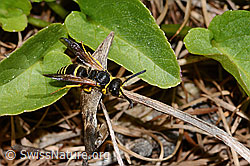 Ancistrocerus oviventris (Solitäre Faltenwespe) (16.05.2025, C330684)