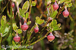 Heidelbeere (Vaccinium myrtillus) (C334949)