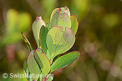 Heidelbeere (Vaccinium myrtillus) (C334950)