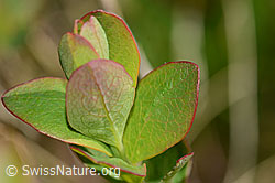 Heidelbeere (Vaccinium myrtillus) (C334953)
