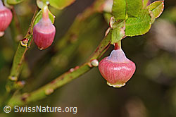 Heidelbeere (Vaccinium myrtillus) (C334954)