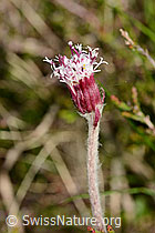 Foto: Alpenlattich (Homogyne alpina)