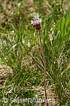 Alpenlattich (Homogyne alpina) (11.06.2025, C334969)