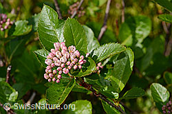 Zwergmispel (Sorbus chamaemespilus) (C334970) Zwergmispel (Sorbus chamaemespilus) (C334970)