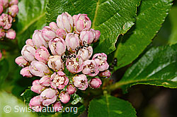 Zwergmispel (Sorbus chamaemespilus) (C334971) Zwergmispel (Sorbus chamaemespilus) (C334971)