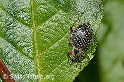 Foto: Schwarzer Rüsselkäfer (Otiorhynchus coecus) auf Zwergmispel (Sorbus chamaemespilus)