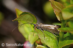 Köcherfliege (Trichoptera) (C334980) Köcherfliege (Trichoptera) (C334980)