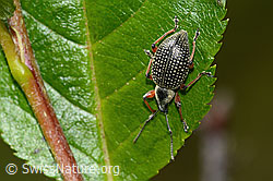 Foto: Schwarzer Rüsselkäfer (Otiorhynchus coecus) auf Zwergmispel (Sorbus chamaemespilus)