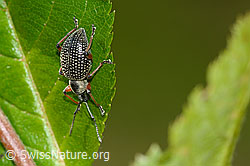 Foto: Schwarzer Rüsselkäfer (Otiorhynchus coecus) auf Zwergmispel (Sorbus chamaemespilus)