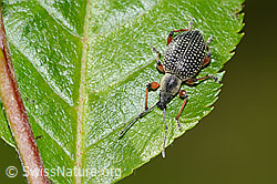Foto: Schwarzer Rüsselkäfer (Otiorhynchus coecus) auf Zwergmispel (Sorbus chamaemespilus)