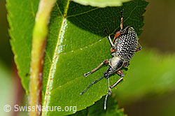 Foto: Schwarzer Rüsselkäfer (Otiorhynchus coecus) auf Zwergmispel (Sorbus chamaemespilus)