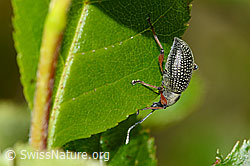 Foto: Schwarzer Rüsselkäfer (Otiorhynchus coecus) auf Zwergmispel (Sorbus chamaemespilus)