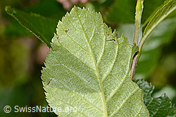 Zwergmispel (Sorbus chamaemespilus) (C335001) Zwergmispel (Sorbus chamaemespilus) (C335001)