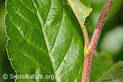 Zwergmispel (Sorbus chamaemespilus) (C335002) Zwergmispel (Sorbus chamaemespilus) (C335002)